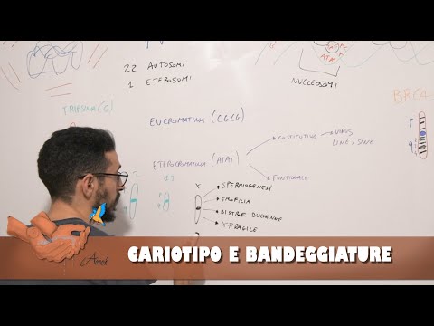 Video: Qual è lo scopo del cariotipo?
