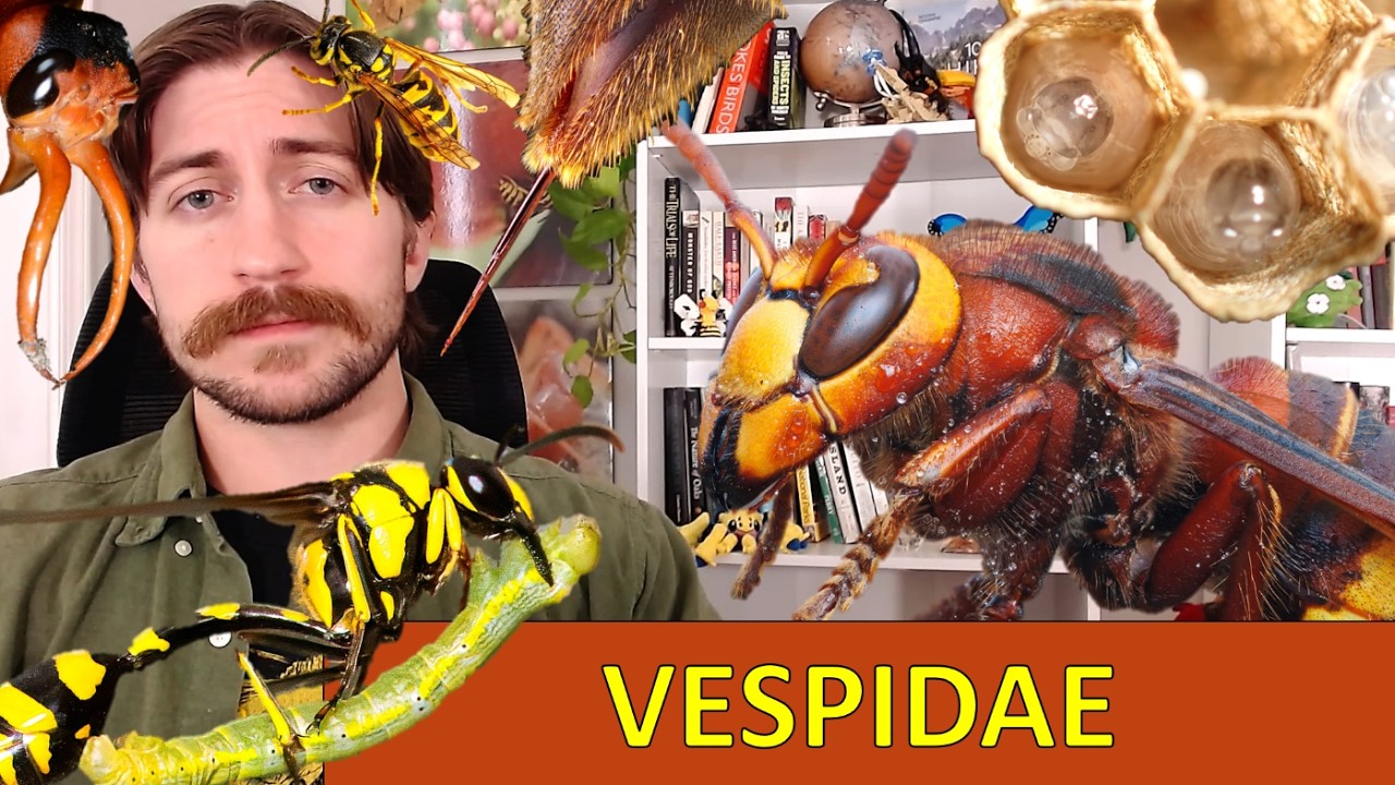 Vespid Wasps: Social Structure, Ecological Roles, and Human Interactions