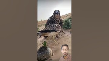 #egzonibrahimi #سورة_الإخلاص #ikhlas #shortvideo #nature #birds