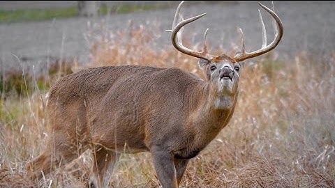 How to Field Judge a Deer on the Fly