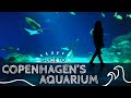 Copenhagen aquarium  blue planet  den bl planet copenhagen museum tour