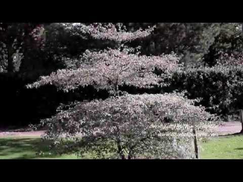   Cornus Alternifolia Argentea Wedding Cake Tree