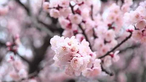 매화 (Plum Blossom) - DayDayNews