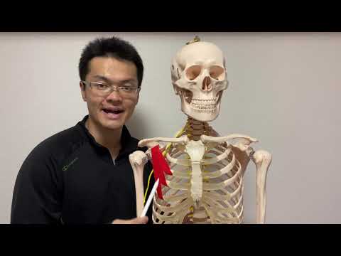 Anatomy of pectoralis minor muscle (English)