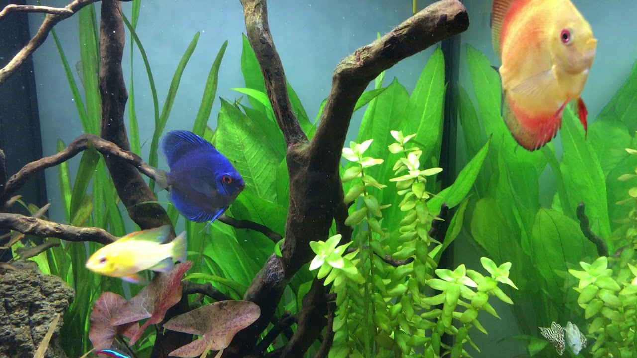 Il mio acquario - YouTube