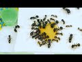 AMAZING EXPERIMENT! WHAT WILL THE ANTS CHOOSE? COCA-COLA vs PEPSI BATTLE