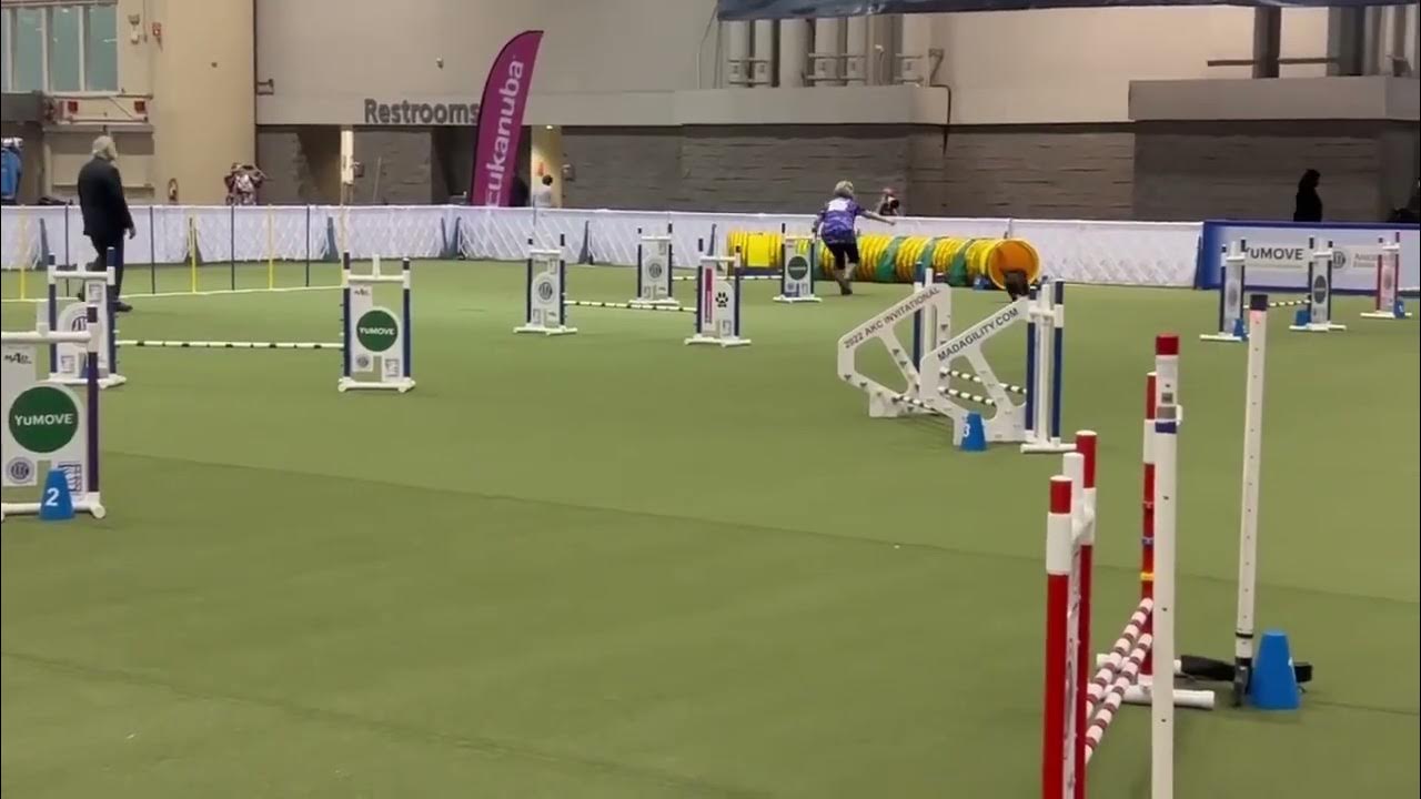 Ty AKC Agility Invitational 2022 ROUND 1 JWW YouTube
