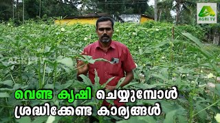 വെണ്ട കൃഷി ചെയ്യുമ്പോൾ ശ്രദ്ധിക്കേണ്ട കാര്യങ്ങൾ  | Ladies Finger Cultivation Malayalam |Venda Krishi
