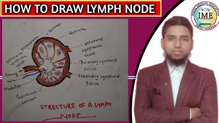 How to draw LYMPH NODE structure Easily