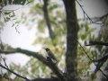 Perched Ruby-throated Hummingbird