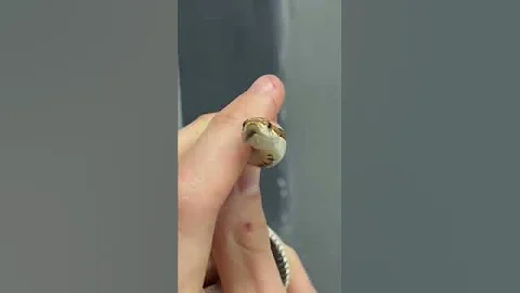 Показываю как определить пол змеи