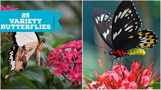 25 Different Erfly 25 Variety Erfly 25 Varieties Of Erfly 4K Erfly Videos