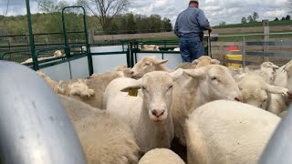 Trimming Sheep Hooves with Working Chute