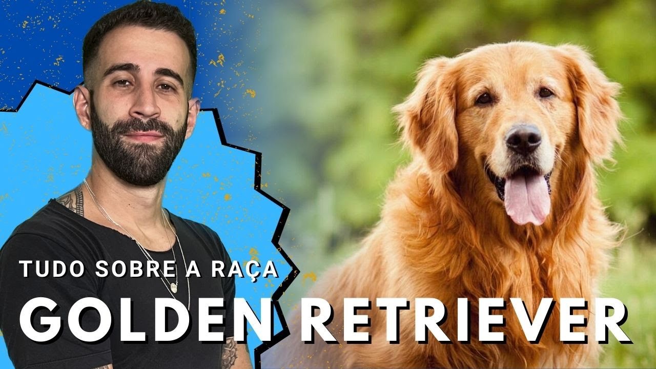 Golden Retriever Por Dentro Da Raça - 
