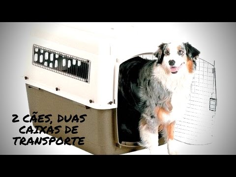 Vídeo: Por que todo cão deve ter uma caixa