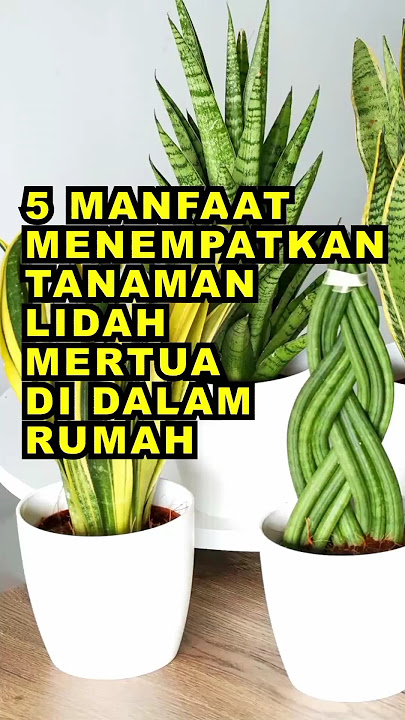 5 Manfaat Menempatkan Tanaman Lidah Mertua Di Dalam Rumah #ekoazis
