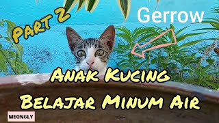 Kisah Perjuangan Anak Kucing Belajar Minum Air - Part 2 by MeongLy 82 views 2 years ago 3 minutes, 45 seconds