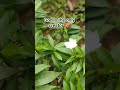 #nature#art#edit#viral#love#new#explore#trending#god#flowers#home#travel#song#kannada#shorts#youtube