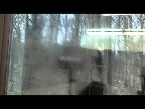 How To Stop Birds From Attacking/ Hitting Windows