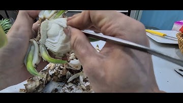 Hướng dẫn gọt tỉa hoa Thủy Tiên|Phần 2: GỌT TỈA