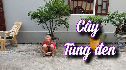 SH.6134. Cây Tùng đen ( cứt chuột) giá 6 triệu đồng hay đấy các bác. Đth liên hệ 0396.00.66.55.