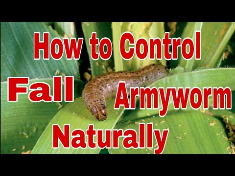 Video: Armyworm o'simlikiga zarar - bog'larda armyworm bilan qanday kurashish mumkin