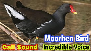 Moorhen bird call sound || Incredible voice common moorhen birds || New moorhen birds call sound