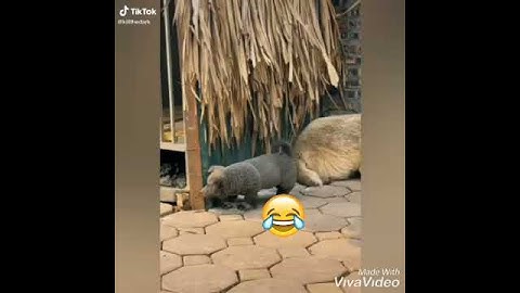 Idol hot nhất tuần qua(nguyễn văn dúi)