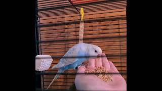 Oswajanie Papugi Falistej.