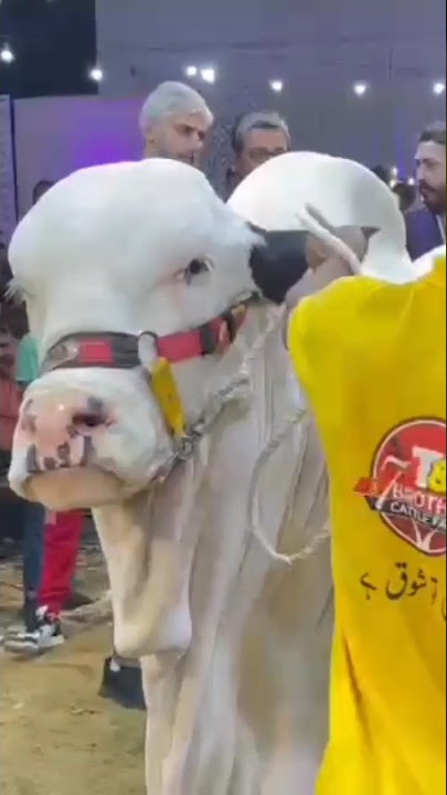7 BROTHERS K JANWAR🥰💖 #7brothers #cattlefarm #mandiupdates #rampwalk #cowlover #123gohindi #cool #yt