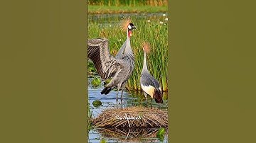 Ultra-Realistic 4K | African Crowned Cranes Protect Nests in Wetlands
