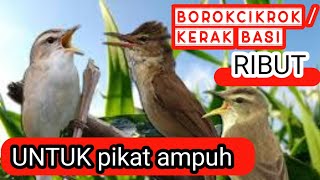 SUARA KERAKBASI/ BOROKCIKROK  RIBUT UNTUK PIKAT AMPUH