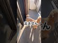 💩注意⚠️ #スタンダードプードル #大型犬 #熊本弁 #へそ天 #ミニマリスト #マルプー #アフレコ #アテレコ#熊本 #山鹿市