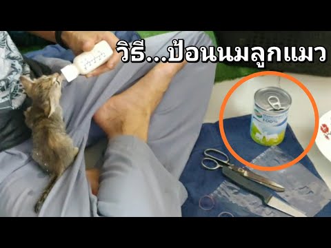 วีดีโอ: เคล็ดลับ 6 ข้อสำหรับลูกแมวป้อนขวดนมอย่างปลอดภัย