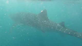 Exmouth whalesharks clip 7