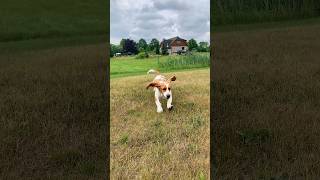 Let’s dance with biggggg ears! Bassethound, Pet.