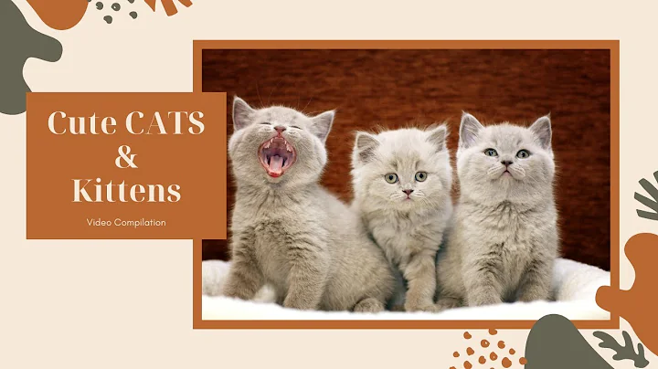 Video 11855031: kitten compilation, baby cats cutest, baby kitty