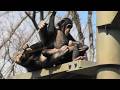 Little Shijimi is so lovable! by Ibuki ちっちゃいシジミはとってもかわいい!イブキ Chimpanzee Tama Zoological Park
