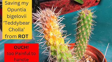 Saving my Opuntia bigelovii 
