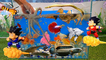 Tổng hợp các video cá cảnh đẹp, động vật dễ thương, cá chép sư tử, con vịt, cá lau kiếng, bạch tuộc