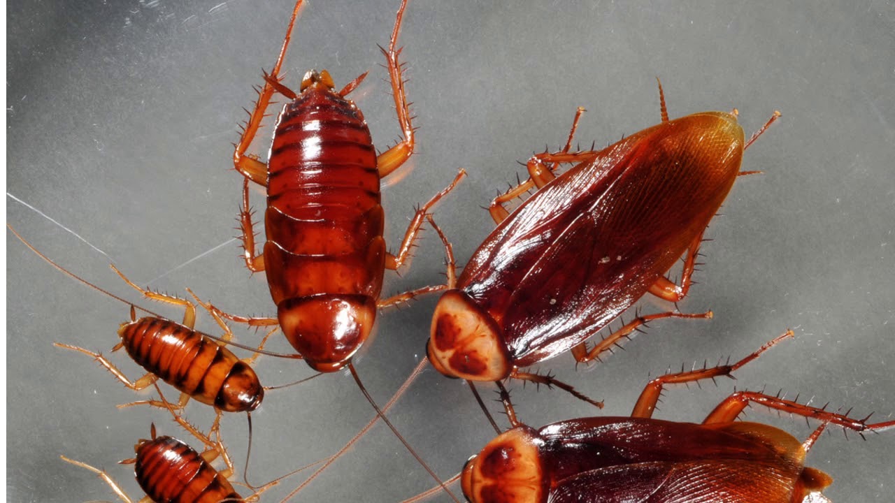 Soñar con cucaracha que significa