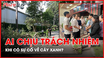 Từ vụ cây gãy đổ gây chết người ở Công viên Tao Đàn, ai chịu trách nhiệm khi có sự cố về cây xanh?