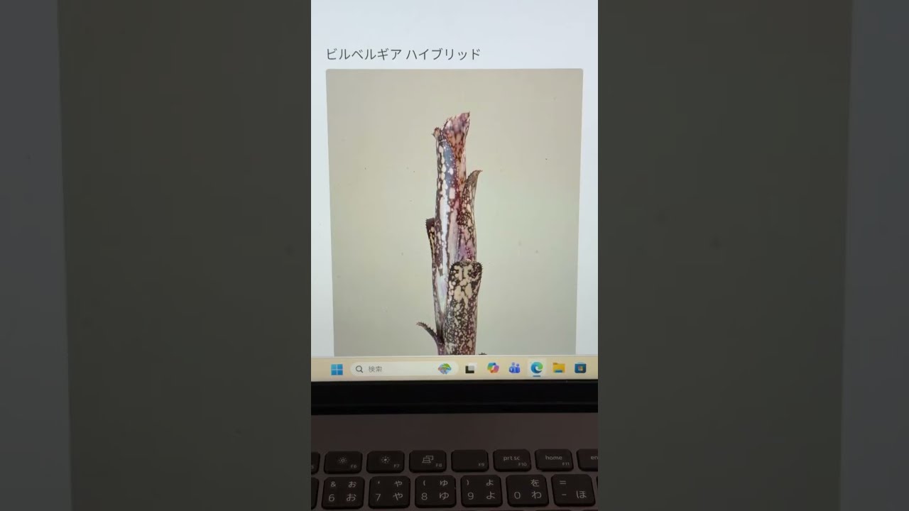 珍しいソテツ - YouTube