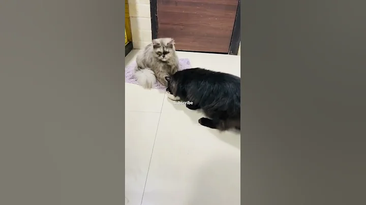 Video 549351: persiancat calico, persiancat funny cat cute, persiancat cat love