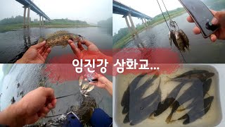 임진강 쏘가리 낚시 삼화교 여울 (KOREA SPORTS FISHING) 채널개편후 다시 찾아 뵙겠습니다...