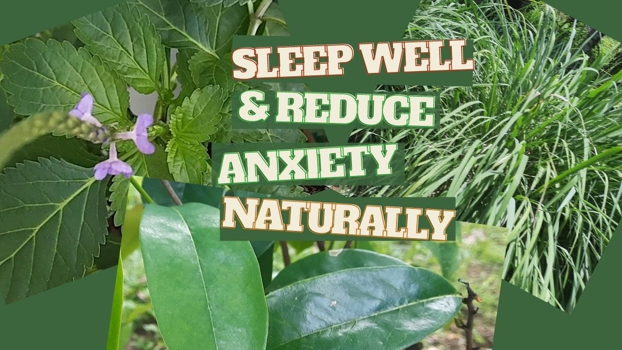 Top 3 JAMAICAN Medicinal Herbs for Treating SLEEPLESSNESS & ANXIETY