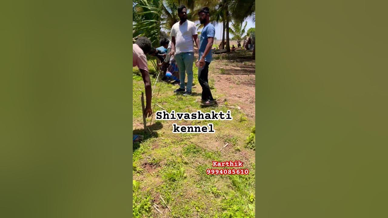 🐶Boarding setup in Coimbatore area(Shivashakti kennel) chippiparaidog