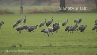 Tausende Kraniche machen Rast bei Kelbra am Kyffhäuser, common crane