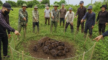 Săn Đàn Chuột To Trên Bãi Cỏ Hoang Lâu Năm, Rất Hay Và Kịch Tính