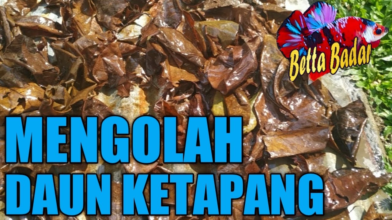 Mengolah Daun Ketapang Untuk Ikan Cupang 